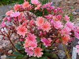 Lewisia cotyledon Regenbogen