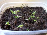  Lewisia cotyledon_ .