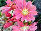 Lewisia cotyledon _Sunset Strain_