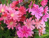 Lewisia cotyledon _Sunset Strain_