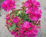 Lewisia cotyledon _Magenta_