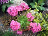 Lewisia cotyledon ()