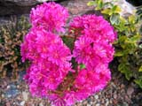 Lewisia cotyledon _Magenta_