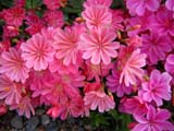 Lewisia cotyledon _Sunset Strain_