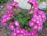 Lewisia cotyledon ()