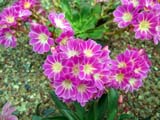 Lewisia cotyledon ()