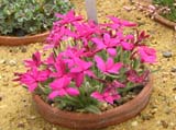 Rhodohypoxis _Monty_
