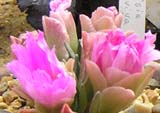 Lewisia rediviva