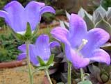 Campanula saxifraga