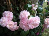 Strawberry Hill