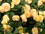 Crown Princess Margareta