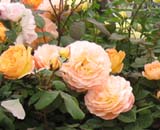 Lady Emma Hamilton