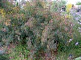 Rosa glauca