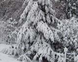 Thuja occidentalis x plicata