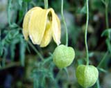 Clematis alpina Pruinina