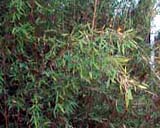 _Sinarundinaria nitida
