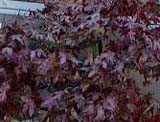  _Acer palmatum Osakazuki