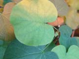  _Cercis siliquastrum