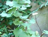 Ginkgo biloba