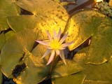 Nymphaea caerulea