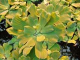 Pistia stratiotes