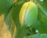 Passiflora quadrangularis