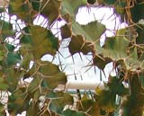 Euphorbia grandicornis_ 