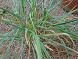 Heteropogon contortus