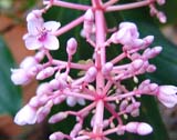 Medinilla speciosa