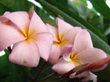 Plumeria rubra