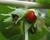 Withania riebeckii
