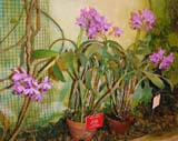 Cattleya bowringiana