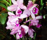 Cattleya bowringiana