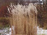 Mischanthus sacchariflorus
