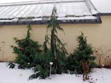 Chamaecyparis nootkatensis