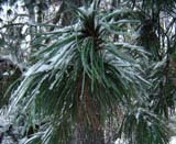   _Pinus cembra subsp sibirica