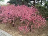 Prunus-glandulosa-f-rosea