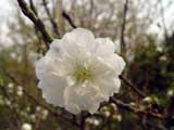 Prunus persica
