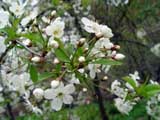 Cerasus vulgaris