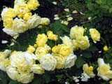 Golden Border® (Havobog_Comtesse Du Barry)
