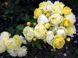 Golden Border (Havobog_Comtesse Du Barry)