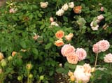 Crown Princess Margaretha