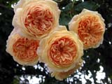 Crown Princess Margaretha