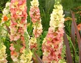 Verbascum Pink Petticoats