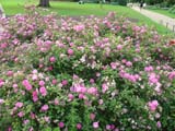 Rosa Magenta