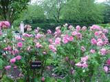 Gertrude Jekyll