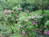 Rosa Frau Dagmar Hastrup