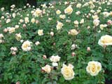 Diamond Jubilee
