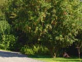 Laburnum alpinum -  