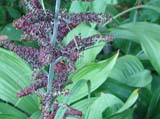Veratrum nigrum -  
